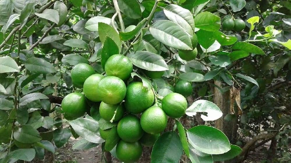 Tissue Culture lemon Plant