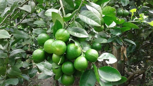 Tissue Culture lemon Plant