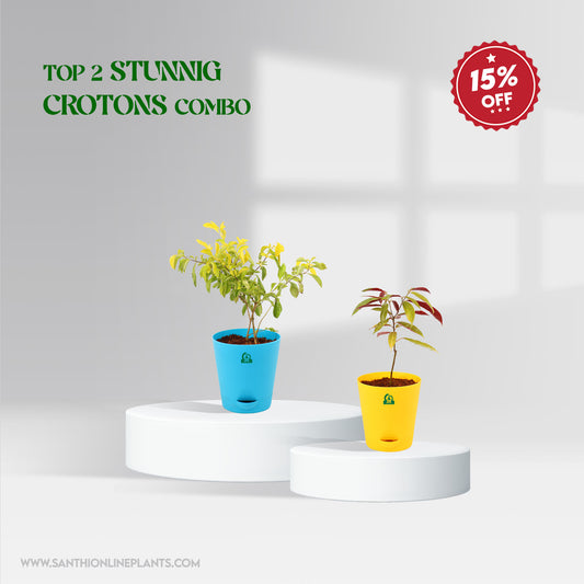 Top 2 Stunning Crotons Combo
