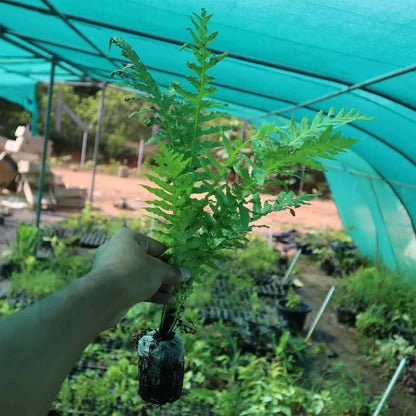 Tree fern plant