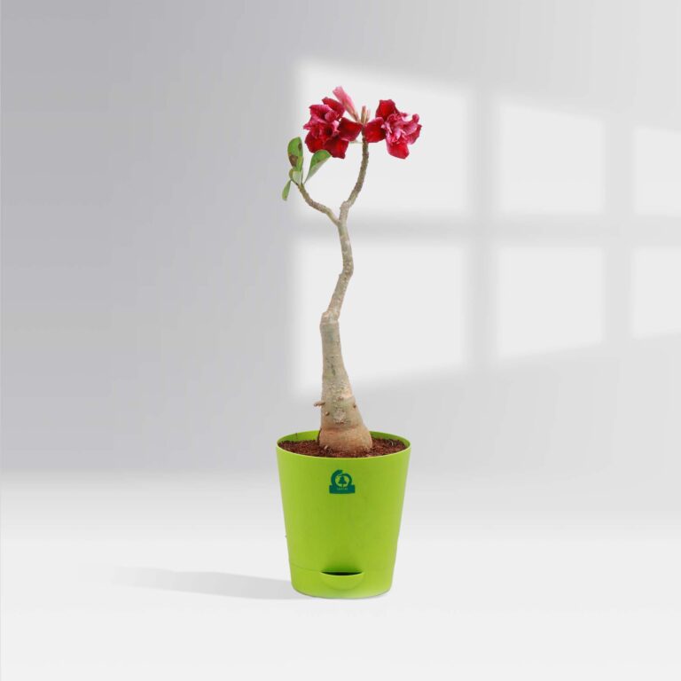 Two Bonsai Pot Plants Combo (Any Color)