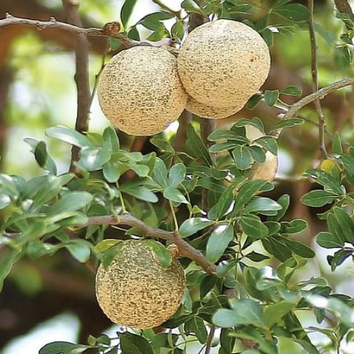 Wood apple plant - vilam pazham