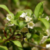 Vallaris Solanacea-Bread Flower