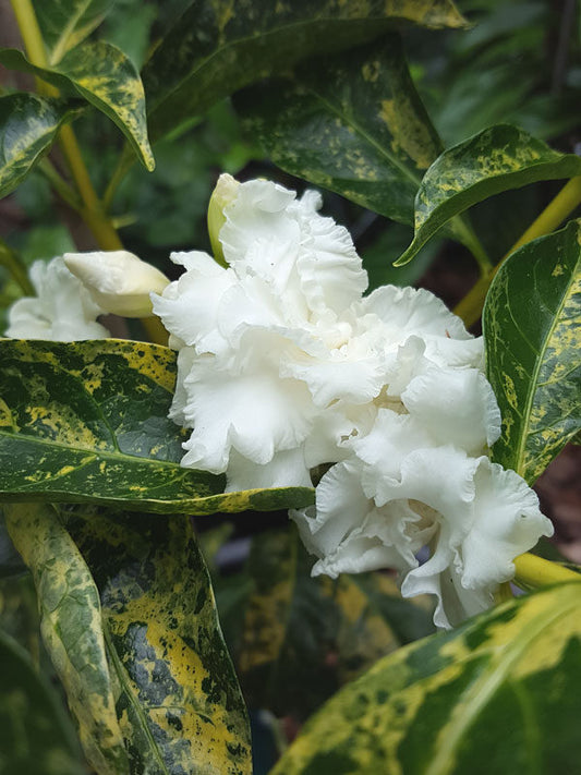 Variegated Crepe Jasmine Layered