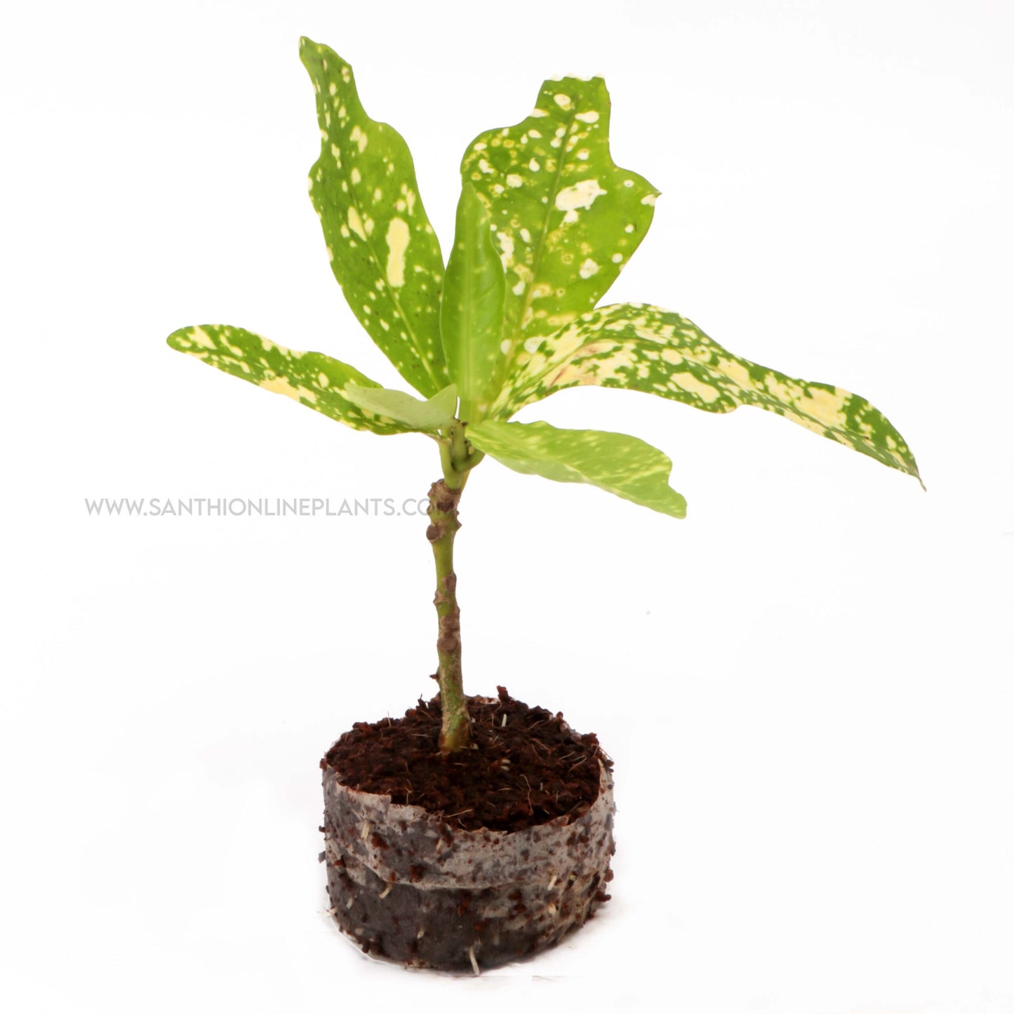 Variegated Duck foot Crotons
