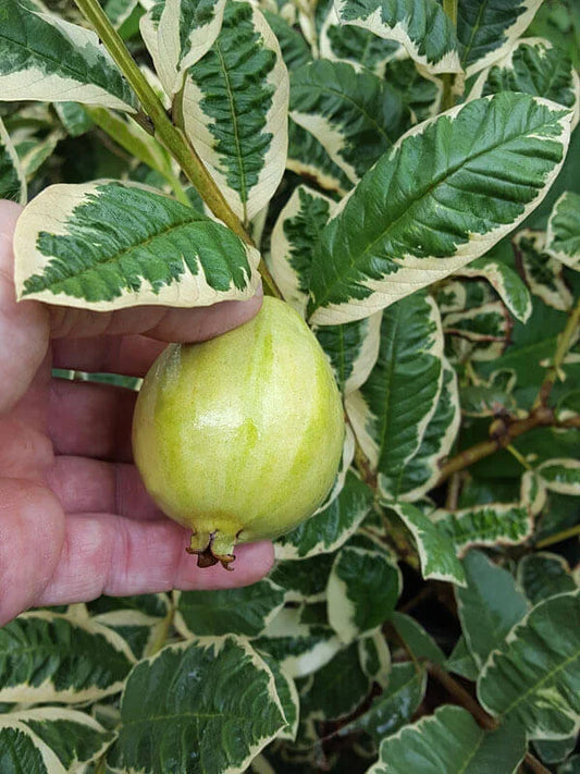Variegated Guava plant