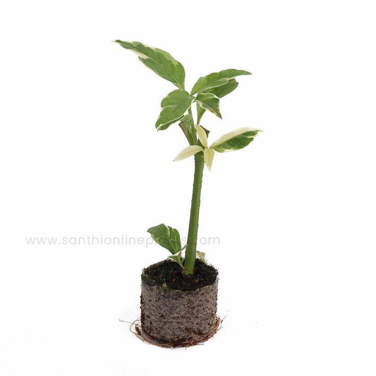 Variegated Caricature (Graptophyllum Pictum)