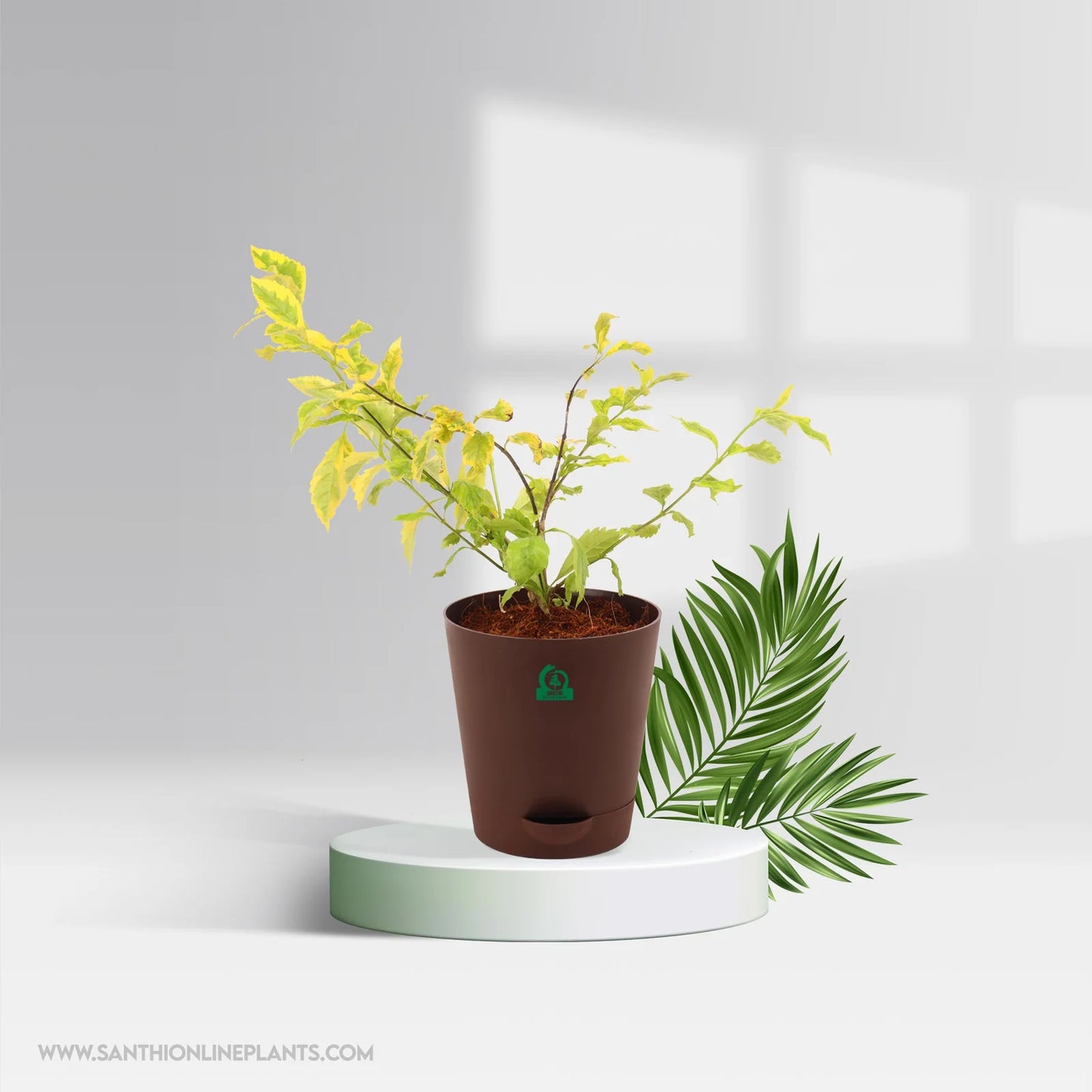 Variegated Duranta Pot Plant