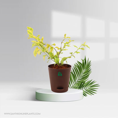 Variegated Duranta Pot Plant