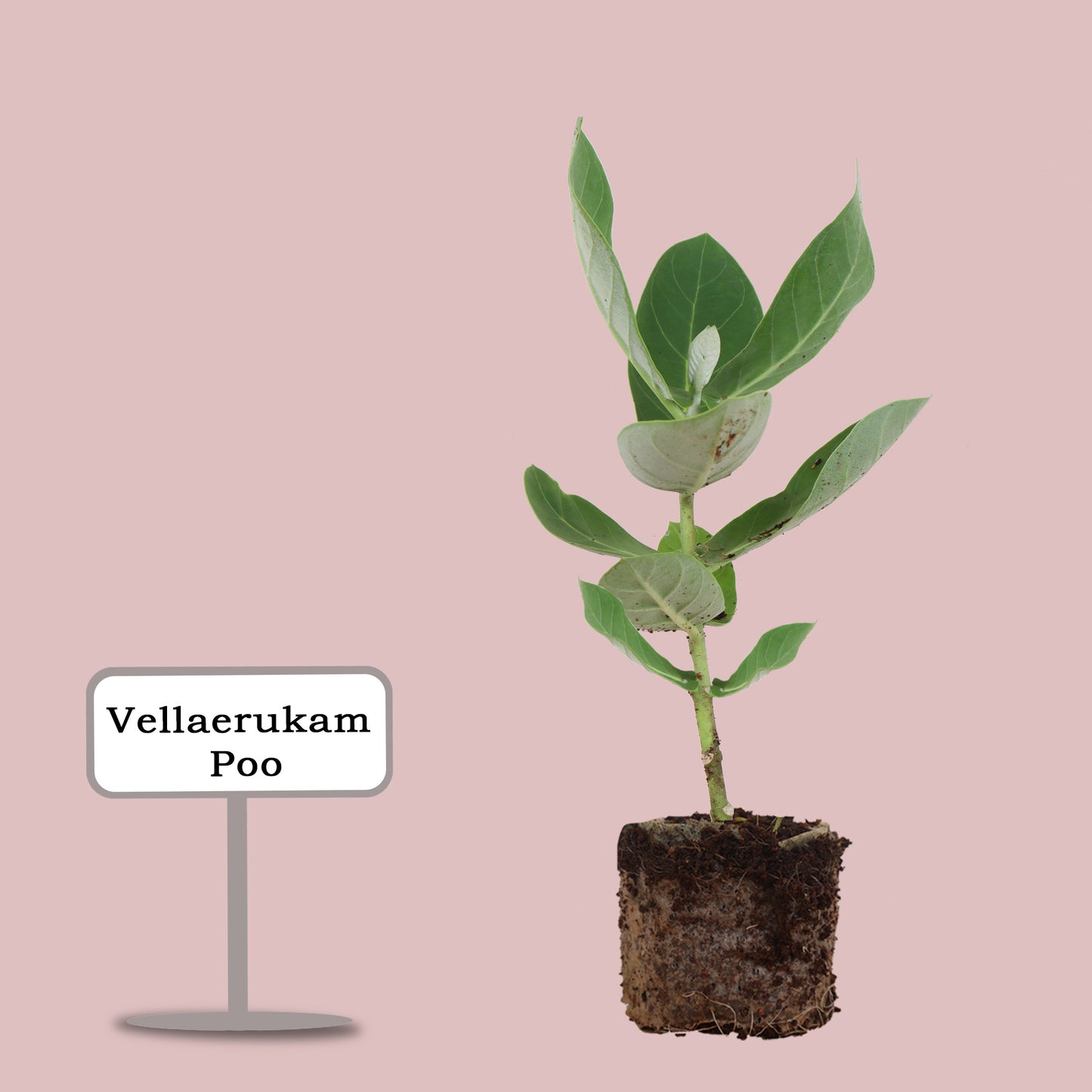 Calotropis Gigantea Plant-Vellerukku