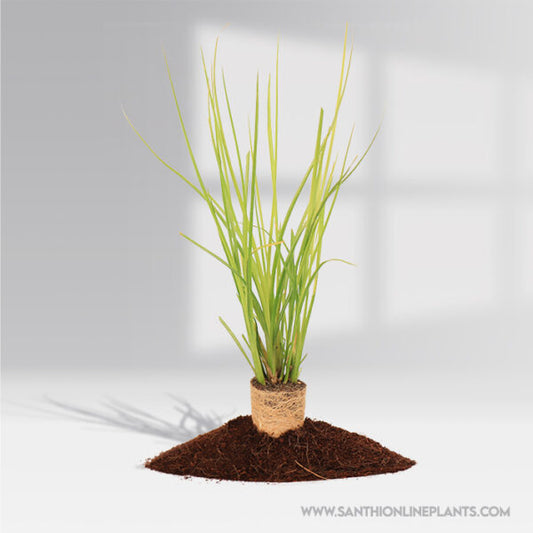 Vetiver Plant (Khus khus)