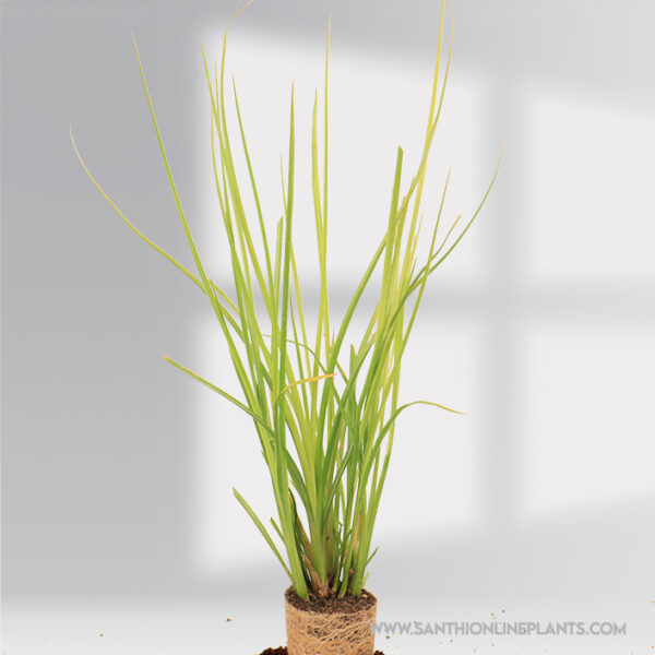 Vetiver Plant (Khus khus)