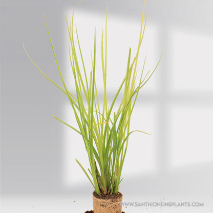 Vetiver Plant (Khus khus)