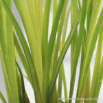 Vetiver Plant (Khus khus)