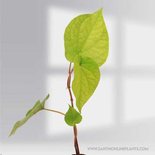 Piper Betle Leaves Plant(Vetrilai)