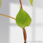 Piper Betle Leaves Plant(Vetrilai)