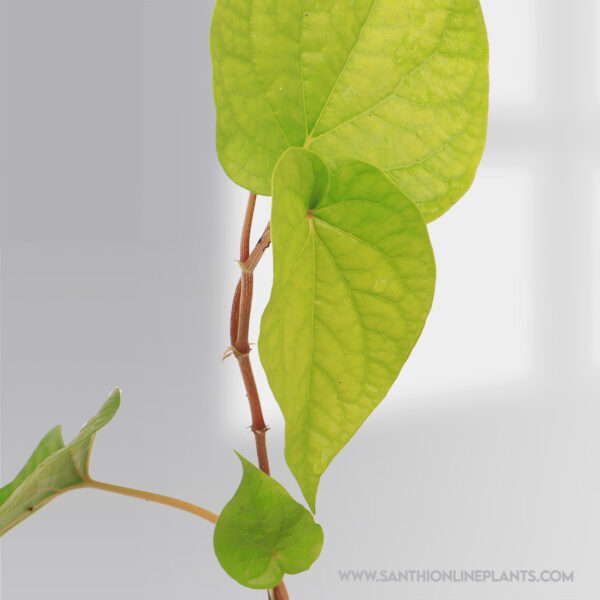 Piper Betle Leaves Plant(Vetrilai)