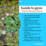 Ludwigia sedoides (Water mosaic) 10 plants