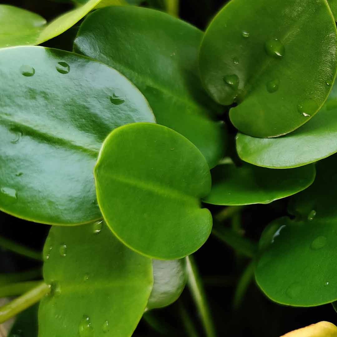 Hydrocleys nymphoides (water poppy) 10 plants