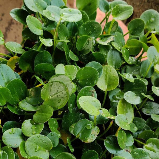 Hydrocleys nymphoides (water poppy) 10 plants