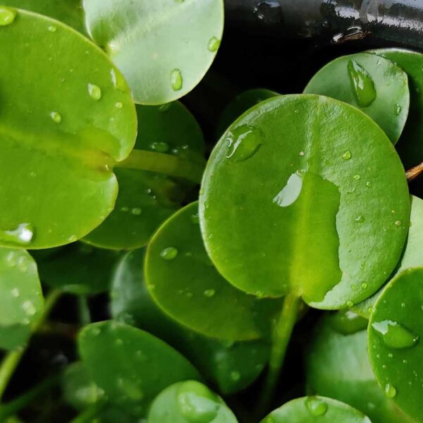 Hydrocleys nymphoides (water poppy) 10 plants