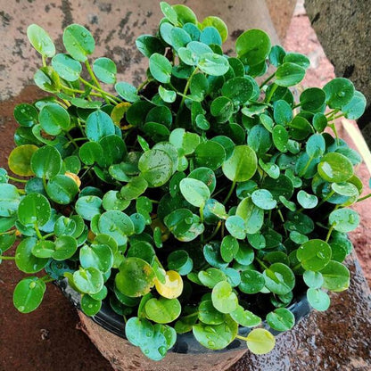 Hydrocleys nymphoides -water poppy 20 plants