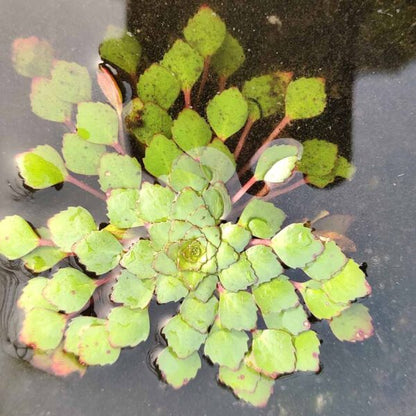Ludwigia sedoides (Water mosaic) 10 plants