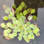 Ludwigia sedoides (Water mosaic) 10 plants
