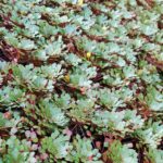 Ludwigia sedoides (mosaic flower) 20 plants