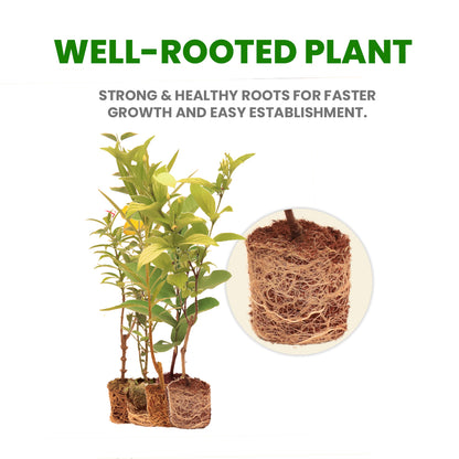 Mixed Fruit Plants Combo – Pack of 10 Live Grafted Fruit Plants