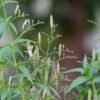 Andrographis paniculata (Green chiretta)