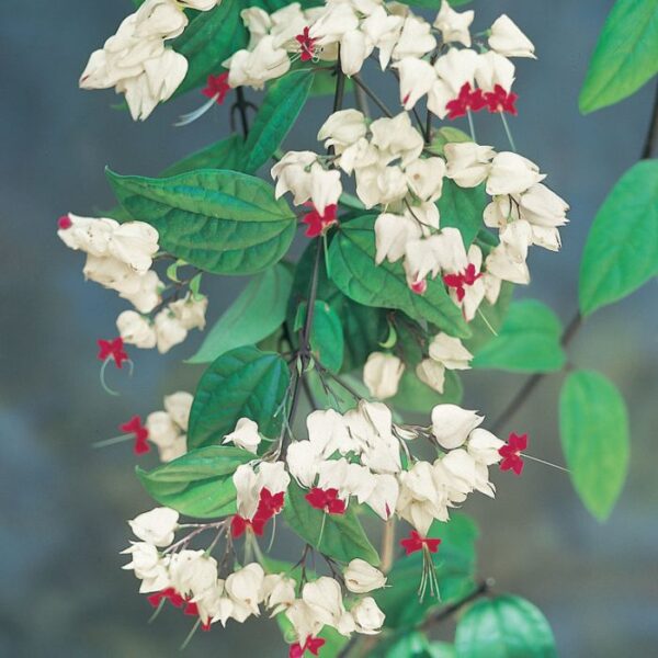 Bleeding Heart White