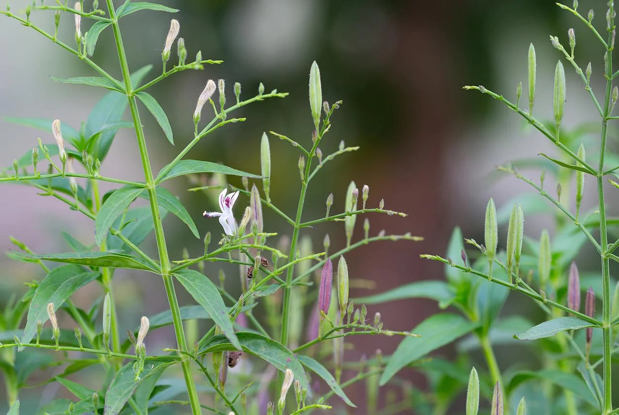 Andrographis paniculata (Green chiretta)