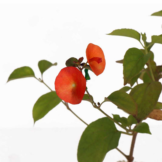 Chinese Hat Flower
