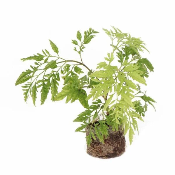 Polyscias Fruticosa Harms