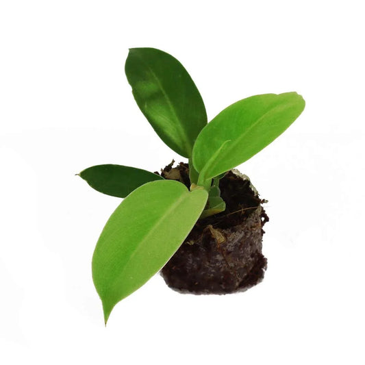 Philodendron Moonshine