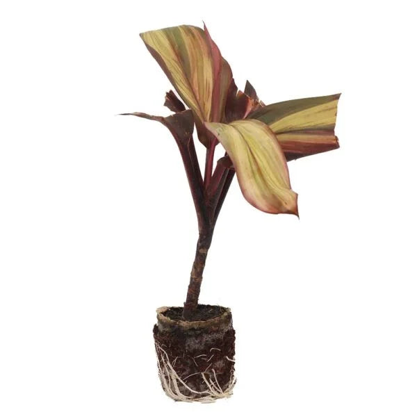 Cordyline fruticosa ‘Miss Andrea’