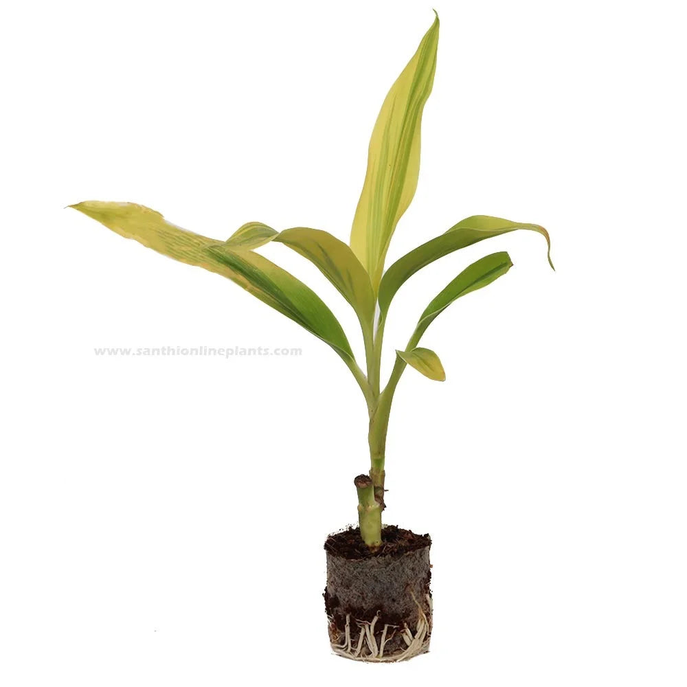 Cordyline fruticosa ‘Lemon Lime’