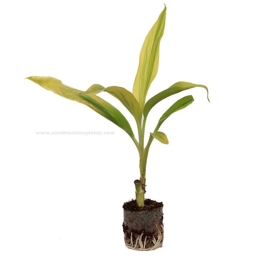 Cordyline fruticosa ‘Lemon Lime’