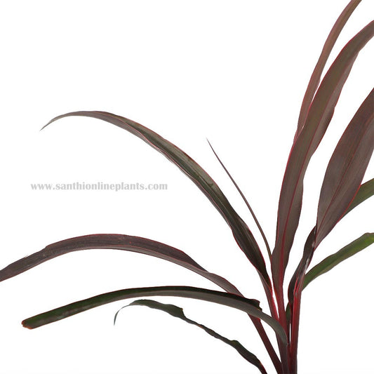 Cordyline australis purpurea