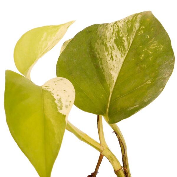 Beautiful Marble Money Plant