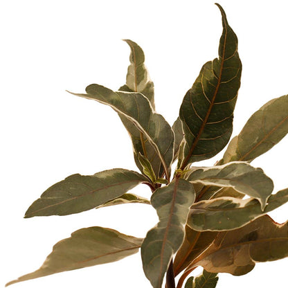 Pseuderanthemum’Stainless Steel’