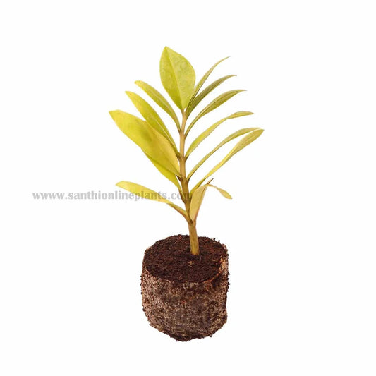 Zamia green – ZZ Plant