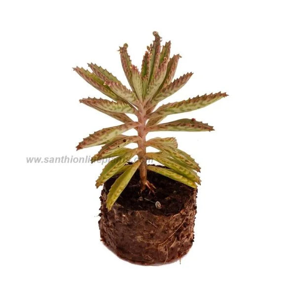 Kalanchoe Delagoensis