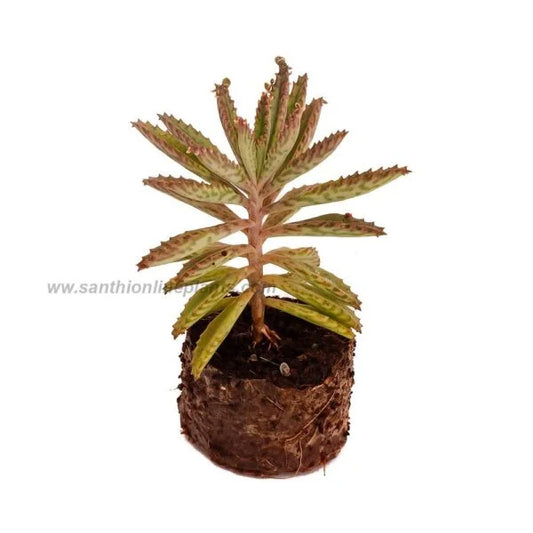 Kalanchoe Delagoensis