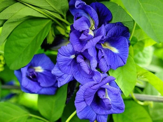 Clitoria Ternatea-Blue Multi Petaled Plant