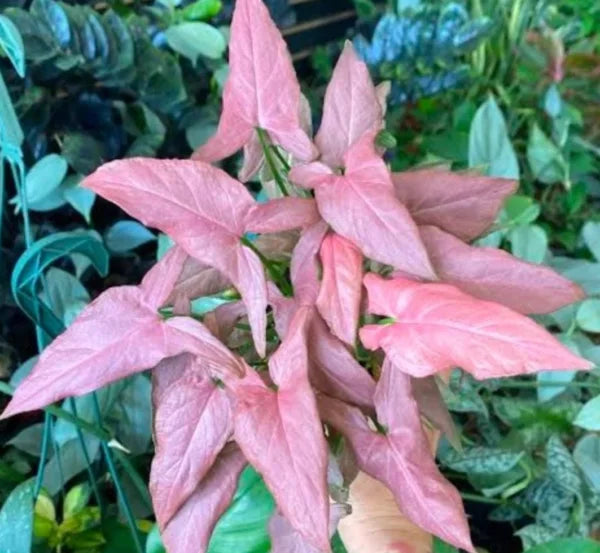 Syngonium ‘Mickey’