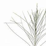 A perfect Casuarina tree plant-Savukku Maram