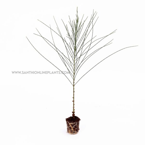 A perfect Casuarina tree plant-Savukku Maram