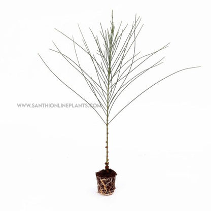 A perfect Casuarina tree plant-Savukku Maram
